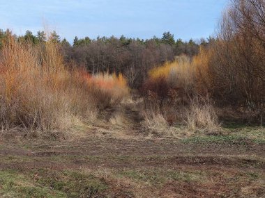 renkli ağaçlar çalılar ve çim Sonbahar Park