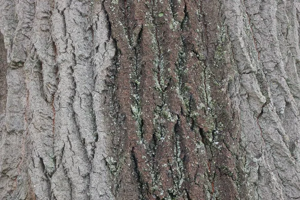 天然植物灰色干树皮纹理上的树 — 图库照片