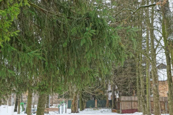 Ramos Coníferas Verdes Comeram Uma Árvore Parque Inverno — Fotografia de Stock