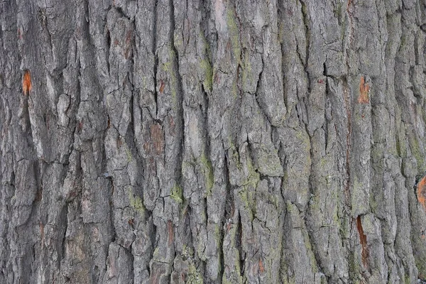 Bir Ağaçta Kuru Kabuk Doğal Bitki Gri Arka Plan — Stok fotoğraf