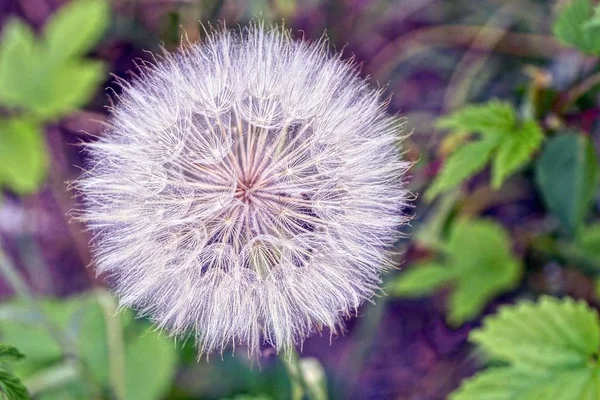 Grand Pissenlit Blanc Sur Nature Dans Parc — Photo