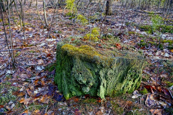 Eski Ağaç Kütüğü Ormanda Yeşillik — Stok fotoğraf