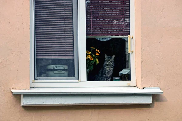 Die Katze Sitzt Auf Der Fensterbank Hinter Dem Glas — Stockfoto