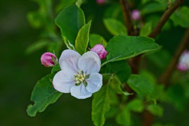 Bahçede beyaz çiçekli çiçekli elma ağacı dalı