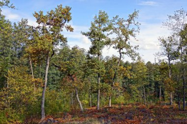Renkli yaprakları ile yaprak döken ağaçlar 