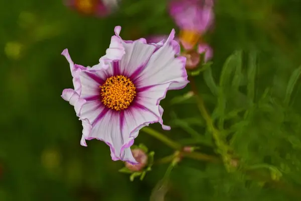 Bourgeon Coloré Une Belle Fleur Plantes Vertes — Photo