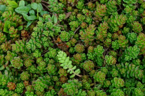 Πράσινο Φόντο Από Μικρά Διακοσμητικά Φυτά Στη Φύση — Φωτογραφία Αρχείου