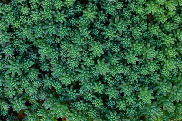 Πράσινο Φόντο Των Μικρών Καλλωπιστικών Φυτών — Φωτογραφία Αρχείου