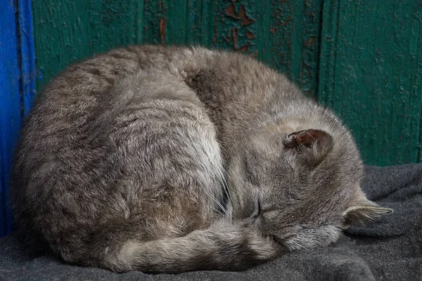 Szary Kot Śpi Dywan Pobliżu Zielony Ściana — Zdjęcie stockowe