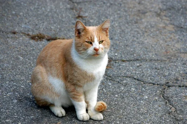 Grande Bel Gatto Seduto Sull Asfalto Grigio — Foto Stock