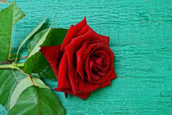 Rosa Vermelha Com Gotas Orvalho Uma Tábua Madeira Verde — Fotografia de Stock