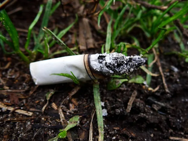 Burned cigarette lies on the grass in the ground