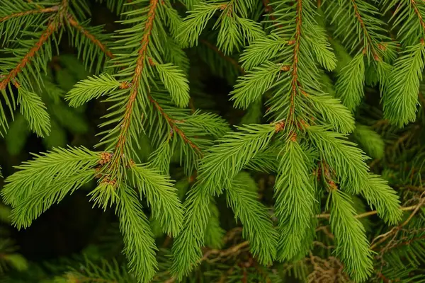 Helder Groene Achtergrond Van Naaldhout Boomtakken Stockfoto