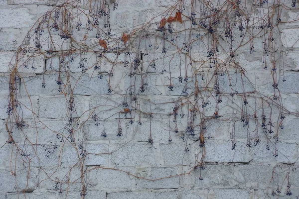 Сіра Текстура Цегляної Стіни Сухий Виноград Ягодами — стокове фото