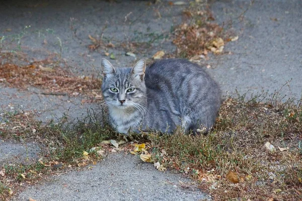 Gatto Grigio Seduto Nell Erba Secca Sul Marciapiede Sulla Strada — Foto Stock