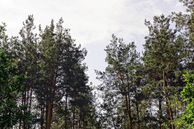 Yeşil çam ağaçları bulutlar arka planda bir ormanın kenarında