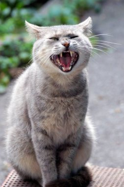 Gri kedi geniş açık ağızlı bahçede oturur 