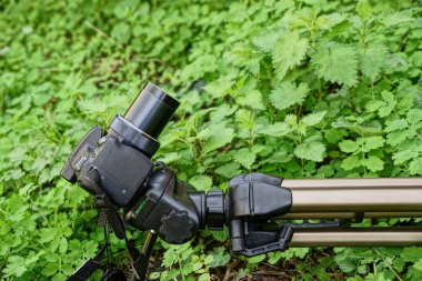 Yeşil bitkiler arasında tripod üzerinde kamera