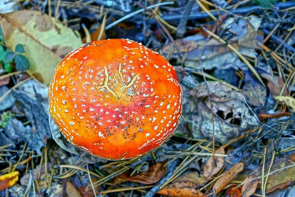 Big Red Fly Agaric — Stock Photo, Image