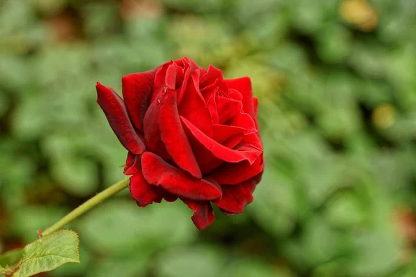 Czerwony Kwitnąca Róża Zielony Łodyga Liściem — Zdjęcie stockowe