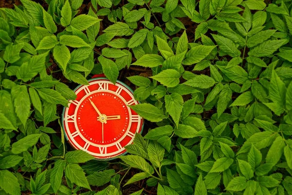 Relógio Redondo Vermelho Uma Grama Verde — Fotografia de Stock