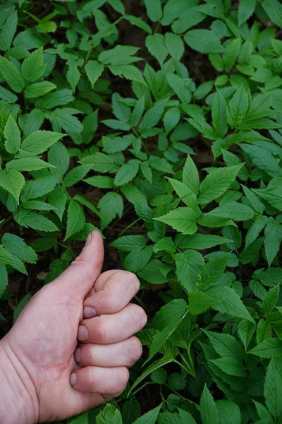 Gesto Mão Grama Folhas Verdes — Fotografia de Stock