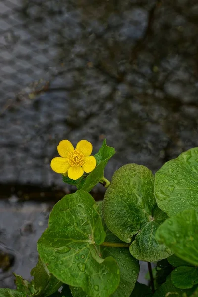 Flor Amarela Com Folhas Verdes Margem Lago — Fotografia de Stock