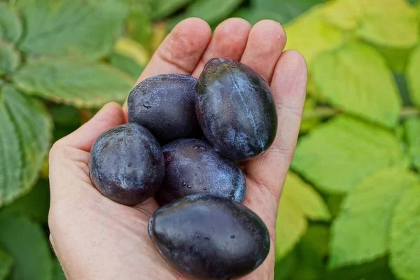 Ciruelas Azules Grandes Una Palma Abierta Con Hojas —  Fotos de Stock