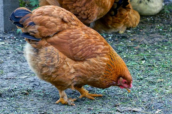 Большая Коричневая Курица Ищет Еду Земле — стоковое фото
