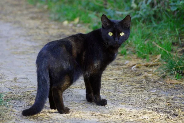 Yeşil çim yakınındaki yolda siyah bir kedi standları