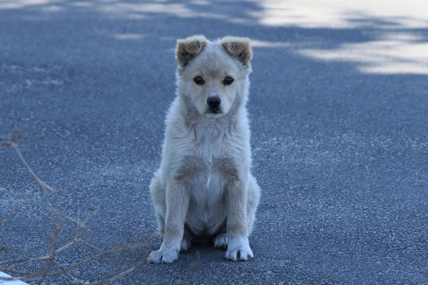 Petit Chien Blanc Est Assis Sur Asphalte — Photo