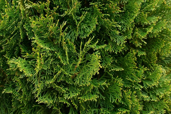 装飾的な木の緑の針葉樹枝 — ストック写真