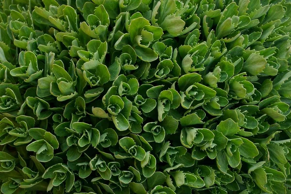 Texture Verte Des Petites Plantes Dans Jardin — Photo