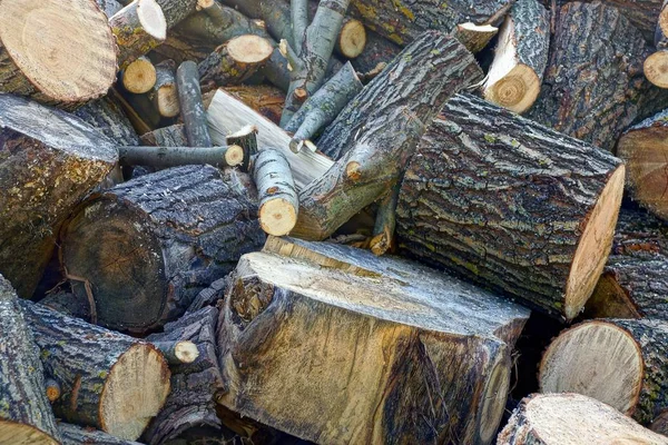 Ein Haufen Braunes Brennholz Und Baumstämme Hof — Stockfoto