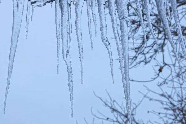 Une Rangée Longues Glaçons Contre Ciel Les Branches Grises — Photo