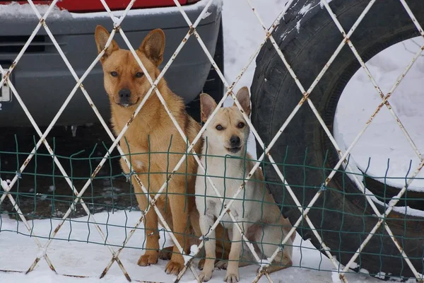Dos Perros Están Sentados Detrás Valla Nieve Blanca — Foto de Stock