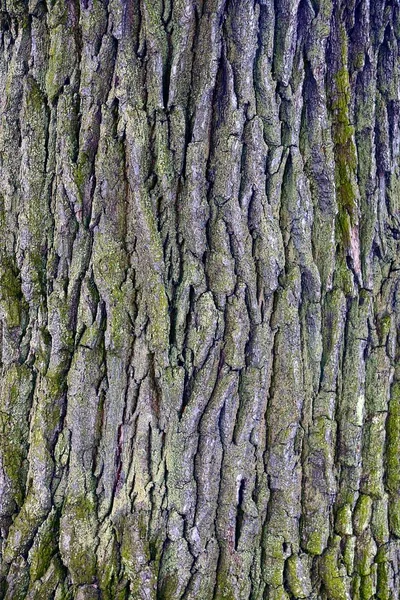 Сіра Текстура Старої Дубової Кори Лісі — стокове фото