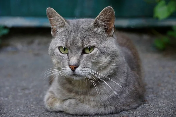Gray Cat Looks Lying Asphalt Yard — Stock Photo, Image