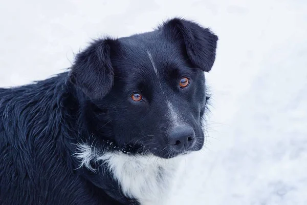 Büyük Siyah Bir Köpek Bir Arka Planda Beyaz Kar Başkanı — Stok fotoğraf