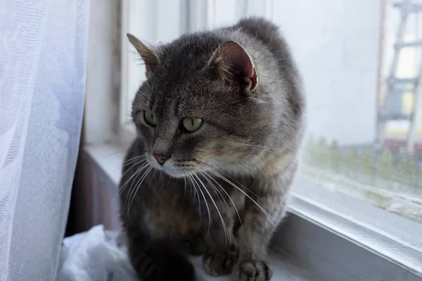 Graue Katze Sitzt Auf Der Fensterbank Hinter Einem Weißen Vorhang — Stockfoto