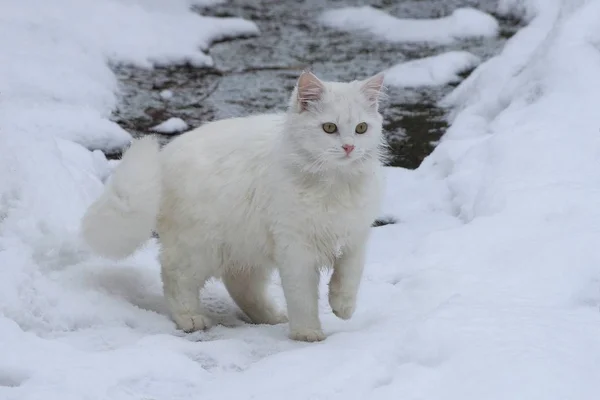 Biały Kot Fluffy Położony Jest Przy Ulicy Drodze Zaspy Śniegu — Zdjęcie stockowe