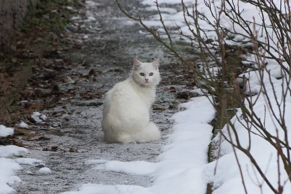 Gato Fofo Branco Senta Estrada Rua Neve — Fotografia de Stock