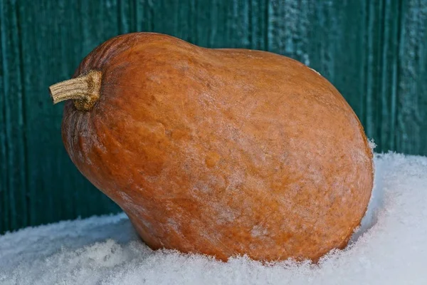 Uma Grande Abóbora Laranja Deitada Neve Branca Perto Parede Verde — Fotografia de Stock