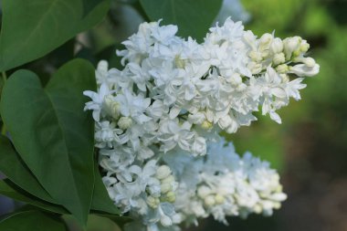kuş kiraz dal yeşil yaprakları ile Bush beyaz çiçekler