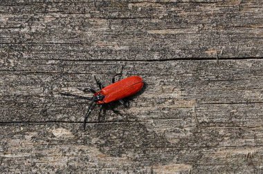 gri bir ahşap tahta üzerinde oturan büyük kırmızı beetle