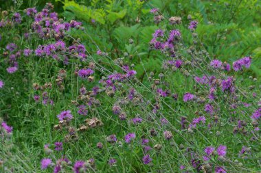 vahşi yeşil çalılar ve bahçede thistle çiçek çim