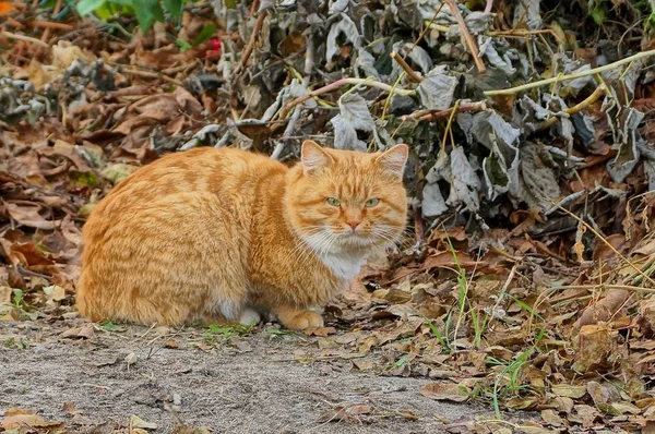 Czerwony Kot Siedzi Suchej Trawy Ulicy — Zdjęcie stockowe
