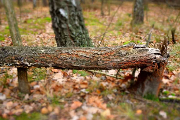 Large Broken Birch Tree Lies Autumn Forest — Stock Photo, Image