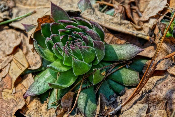 Grande Fleur Sauvage Verte Sur Terre Brune Dans Forêt — Photo