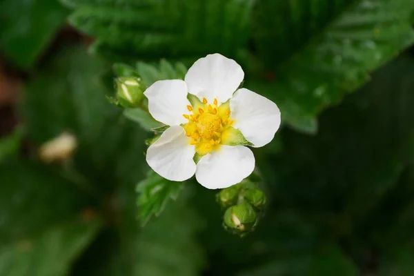 Liten Vit Jordgubbe Blomma Grön Buske — Stockfoto